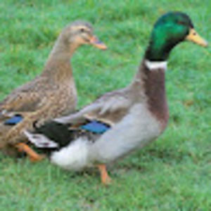 Meet your Posher, Andy